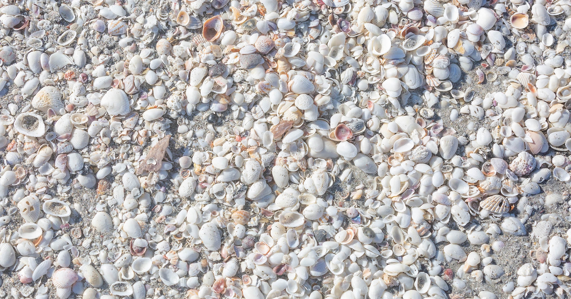 Shells of the beaches of Sanibel Island