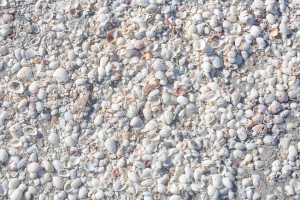 Shells of the beaches of Sanibel Island