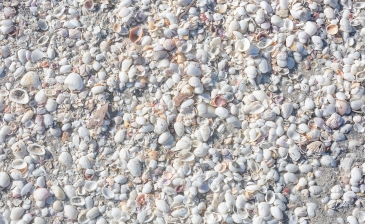 Shells of the beaches of Sanibel Island