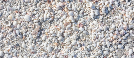 Shells of the beaches of Sanibel Island